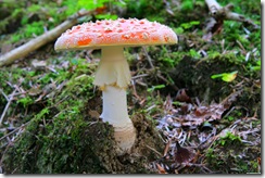 IMG_8039C