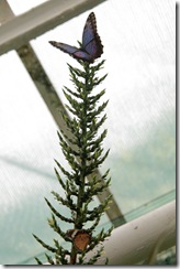 Botanická záhrada Koice