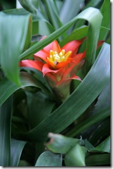 Botanická záhrada Koice