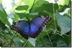 Botanická záhrada Koice