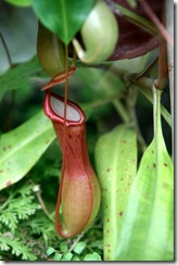 Botanická záhrada Koice