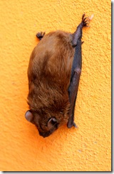 Batman sa vracia