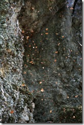 Rodos 2011, Údolie motý¾ov (Petaloudes)