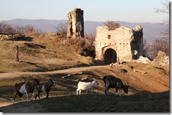 Šarišský hrad 2011