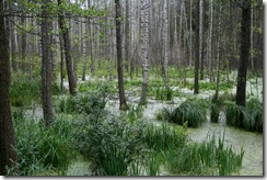 Polsko 2012, Mazury, Mamerki - bunkre