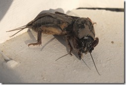 medvedik
