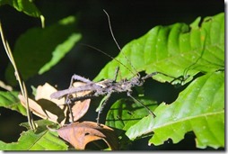 Borneo, NP Gunung Mulu