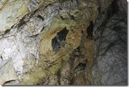 Borneo, Gunung Mulu, Jaskyna jelenov