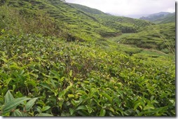Cameron Highlands