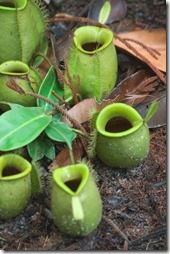 Borneo, NP Bako, krciaznik Nepenthes ampullaria
